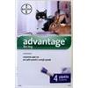 Bayer Advantage 80mg Gatti e Conigli Grandi 4 Pipette Spot On