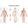 3B Scientific VR3820L Acupuntura de la oreja stampata su carta