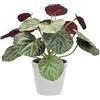 Flair Flower Pianta artificiale begonia in vaso, realistica, pianta fogliare, piante da balcone, cespuglio, foglie artificiali, decorazione per terrazze, piante in vaso, matrimonio