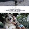 Lulu Conoscere l'Alaskan Malamute - Il fedele amico del Grande Nord