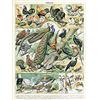 Artery8 Millot Encyclopedia Page Birds Peacock Chicken Unframed Wall Art Print Poster Home Decor Premium Pagina Uccelli Parete Manifesto Casa