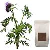 Agraria Ughetto Apicoltura FACELIA (Phacelia Tanacetifolia) Seme Certificato kg. 1 | Mellifere da Semina e sovescio