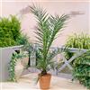 GardenersDream Phoenix Canariensis, pianta esotica per giardino all'aperto, palma delle Canarie con frutti commestibili, vaso di 19cm.