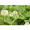 SemiSauvage 1000 Semi di Trifoglio Bianco - pianta molto mellifera - orto- semi contadini riproducibili - SemiWild