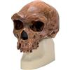3B Scientific VP754/1 Replica di Cranio Homo Rhodesiensis