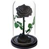 INTIGNIS Rosa Eterna per sempre | Regalo di rose fresche | Conservate per 5 anni | Realizzate a mano | Regali per donne Compleanno unico insolito | Festa della mamma, Anniversario, Natale Valentine's day