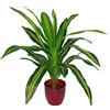 Leaf Design piante artificiali tropicali, 90 cm, Dracaena, 90 cm