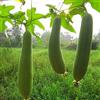 ZUCCA LUFFA - OLTER - Agraria Braidese