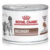 Amicafarmacia Royal Canin Veterinary Diet Recovery Umido Per Cani/Gatti Lattina 195g