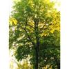 HERBOPLANET Srl TSA TILIA EUROPEA 50ML