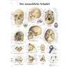 3B Scientific VR0131UU 3B Scientific Anatomical Grafico 'Der Menschliche Schädel', 'Il teschio umano' [Import German]