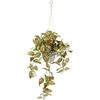 Flair Flower Fittonia - Fioriera Artificiale sospesa con Vaso, pianta Artificiale, Ghirlanda, pianta Verde, pianta da Interno, pianta rampicante, edera, fioriera in Vaso