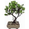 VIRSUS Bonsai Artificiale 84033, misura 17x24 cm, Pianta Finta in vaso, Pianta di Bonsai di Pino Giapponese, per Decorazioni per hotel, uffiio, casa, esterno