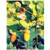 Msa Quercus Peduncol 50 Ml ml Gocce orali