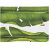 TAITU VASSOIO RETTANGOLARE 40 x 29 CM - FREEDOM