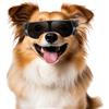 NAMSAN Occhiali da sole per cani di piccola taglia, occhiali protettivi per cani di piccola taglia, antivento, impermeabili, con elastico regolabile, colore nero