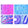 3B Scientific LIEDER Scienze Microscopia Micro preparati Serie histologie: animali vertebrale o. saeuger