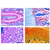 LIEDER Scienze Microscopia Micro preparati Serie histologie: saeugetiere Serie, base