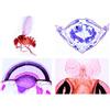 3B Scientific LIEDER Scienze Microscopia Micro preparati Serie spinnentiere e tausendfuessler