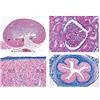 3B Scientific LIEDER Scienze Microscopia Micro preparati Serie SISTEMA Digerente