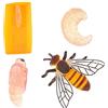 cobee Figure di insetti Ciclo di vita del modello di crescita delle api, 4 pezzi in età prescolare apprendimento insegnamento ciclo di crescita degli insetti modello giocattolo realistico figure