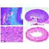 3B Scientific LIEDER Scienze Microscopia Micro preparati Serie Zelle, Tessuto e organi
