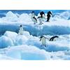 Pracht Creatives Hobby Set per dipingere con i Diamanti, Quadro con Motivi di Pinguini e Accessori, Dimensioni ca. 35 x 25 cm, Set per dipingere con Pietre Glitterate per Bambini dai 5 Anni in su