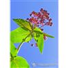 Natur MILKWEED ESS 7,4ML CALF