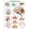 3B Scientific Cervello Umano Tavola Didattica Anatomica su Carta Laminata, Multicolore, 50 x 67 cm