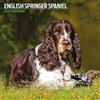 Magnet & Steel Calendario 2024 tradizionale inglese Springer Spaniel