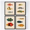 Nacnic Set di 4 stampe artistiche sfondo vintage rappresentazione di pesci. immagini ittiche. pesci del mediterraneo. mare e oceani.Immagini stampate su Carta da 250 Grammi di Alta Qualità.