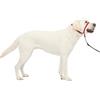 PetSafe Collare e guinzaglio Delicato con Dvd per addestramento