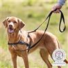 Trixie Lead'n'Walk - Collare per animali piccoli, taglia M/L