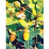 HERBOPLANET Srl Msa Quercus Peduncol 50ml
