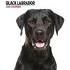 Magnet & Steel Calendario 2024 moderno Labrador nero