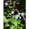 Herboplanet MSA PRUNUS SPINOSA 50 ML