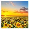 Piccadilly Greetings Biglietto bianco fototgrafico Girasoli - 160 mm quadrati