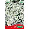 Germisem Carpet of Snow Alyssum Semi di Fiori 0.5 g