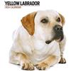 Magnet & Steel Calendario 2024 moderno con labrador giallo