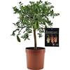 SUN TOUCH Pianta di Finger Lime/Caviale di Limone - Citrus australasica - H50-60cm - vaso ø18 (Coccio)