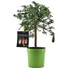 SUN TOUCH Pianta di Finger Lime/Caviale di Limone - Citrus australasica - H50-60cm - vaso ø18 (Verde)