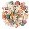 Jangostor Conchiglie marine conchiglie miste oceanici, 3 cm-9 cm Conchiglie da spiaggia di varie dimensioni e stelle marine naturali per riempitivi di vaso tema da spiaggia decorazioni per matrimoni