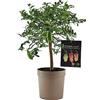 SUN TOUCH Pianta di Finger Lime/Caviale di Limone - Citrus australasica - H50-60cm - vaso ø18 (Tortora)