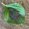 Tea Soul Tè verde Biologico Sencha Kaori 50 gr