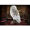 NOBLE COLLECTION Harry Potter Statua Con Piedistallo Edvige Replica 24 Cm Noble Collection