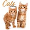 Magnet & Steel Calendario 2024 moderno con gatto
