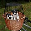TRIXIE Cesto anteriore per cani per bicicletta