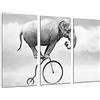 Cuadros Cámara Quadro Su Legno, Hipster, Animal Elephant Bike, bianco e nero, 97 x 62cm, Stampa in qualita fotografica. Ref. 26837