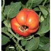 Orvital Integratore Pomodori e Ortaggi 570 g