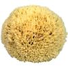 CROLL & DENECKE P270 - Spugna Naturale del Mediterraneo, altissima qualità, Dimensioni 27 cm